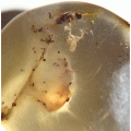 O. Pseudoscorpiones y nido, O. Coleoptera y O. Dictyoptera