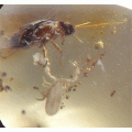 O. Pseudoscorpiones y nido, O. Coleoptera y O. Dictyoptera