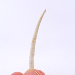 Dentalium (Antalis) vulgare