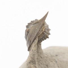 Tropidocoryphe amuri