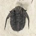 Cyphaspis cf. khraidensis