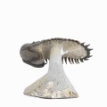 Crotalocephalus gibbus