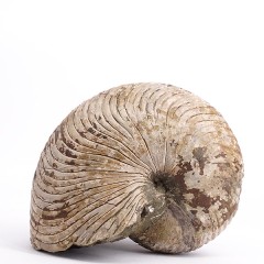 Cymatoceras sakalavus