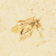 O. Hymenoptera