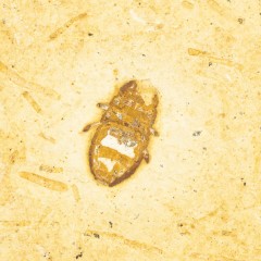 O. Coleoptera
