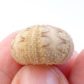 Microcyphus rousseaui
