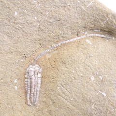 Scytalocrinus decadactylus