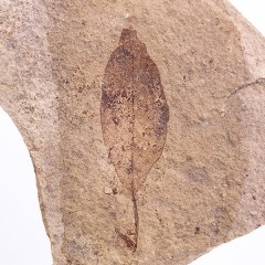 Ilex stenophylla