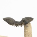 Crotalocephalus gibbus y Paralejurus spatuliformis