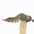 Crotalocephalus gibbus y Paralejurus spatuliformis