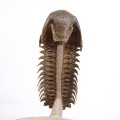 Crotalocephalus gibbus