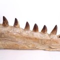 Prognathodon anceps