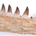 Prognathodon anceps