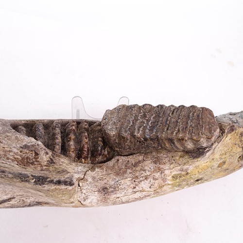 Stegodon trigonocephalus