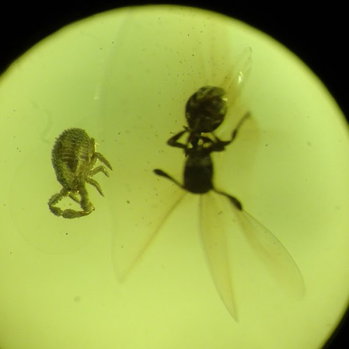 O. Pseudoscorpiones y O. Hymenoptera
