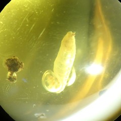 Larva of O. Diptera