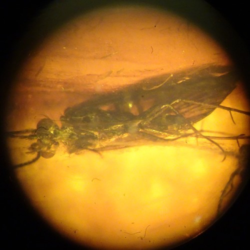 O. Trichoptera and O. Diptera