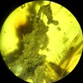 Briofita