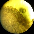Briofita