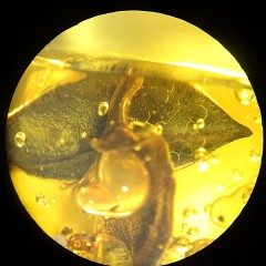 Hymenaea protera in amber