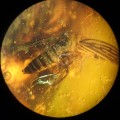 O. Blatodea, O. Diptera, O. Mesostigmata...
