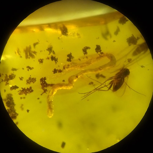 O. Crassiclitellata and O. Diptera