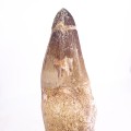 Prognathodon currii