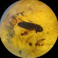 O. Coleoptera, O. Diptera, O. Psocoptera y O. Hemiptera