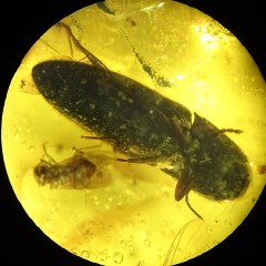 O. Coleoptera, O. Diptera, O. Psocoptera and O. Hemiptera