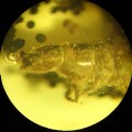 O. Coleoptera
