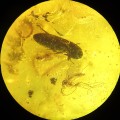 O. Coleoptera, O. Diptera, O. Psocoptera y O. Hemiptera