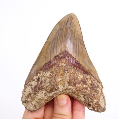 Carcharocles megalodon