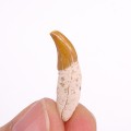 Dolphin tooth