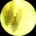 O. Psocoptera and O. Diptera