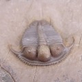 Cyphaspides pankowskiorum 