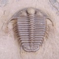 Cyphaspides pankowskiorum 
