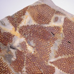 Araneograptus murrayi