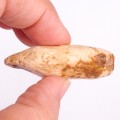 Colgante de diente fósil de morsa