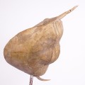 Illaenus tauricornis