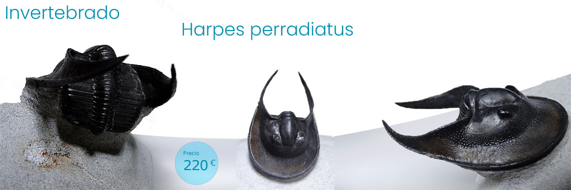 Harpes perradiatus, Devónico, Eifeliense, Jbel Issoumour Mader