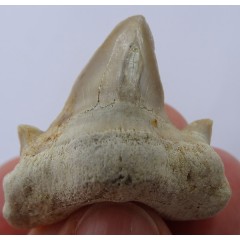 Deformed tooth of Otodus obliquus