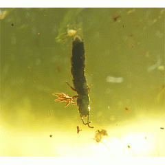 O. Coleoptera y O. Dictyoptera