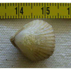 Kallirhynchia sharpi