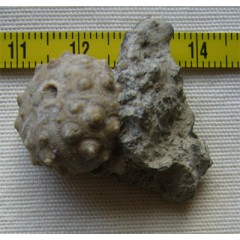 Hemicidaris luciensis