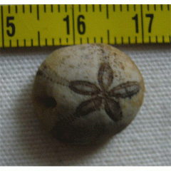 Petalobrissus rawdahensis