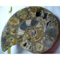 Ammonite cortado