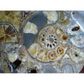 Ammonite cortado
