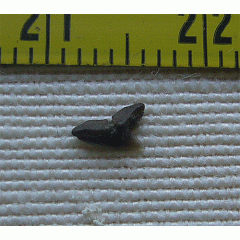 Galeorhinus ypresiensis