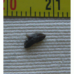 Galeorhinus ypresiensis