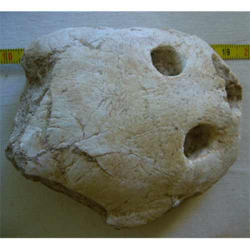 Cráneo de tortuga